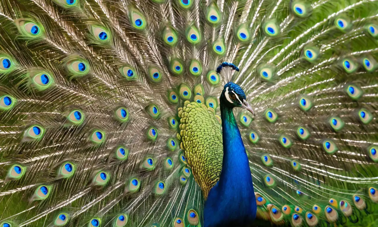 Pavo real macho vibrante junto a hembra