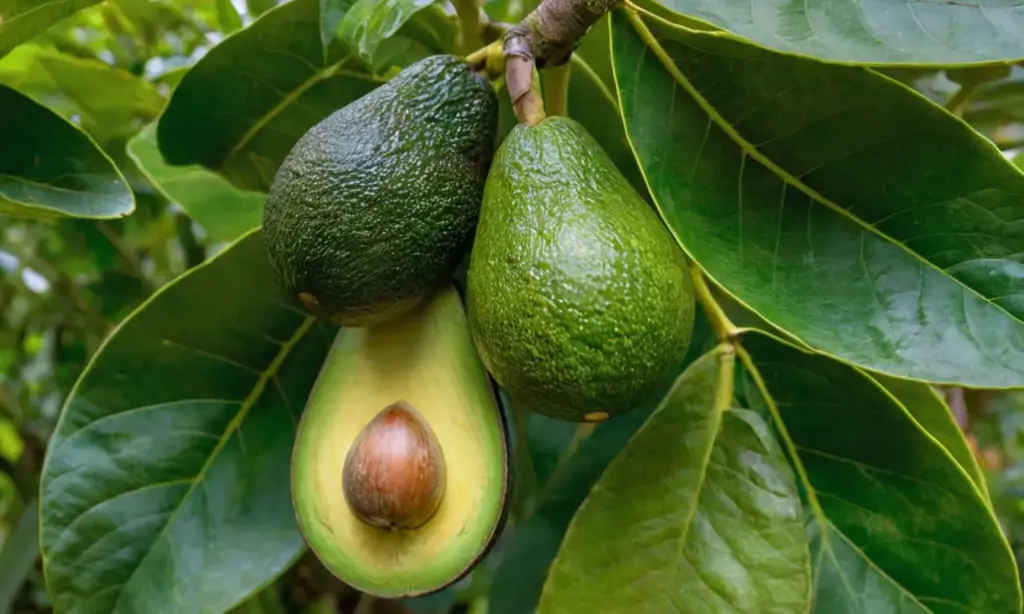 Hojas de aguacate vibrantes en ecosistema desafiante