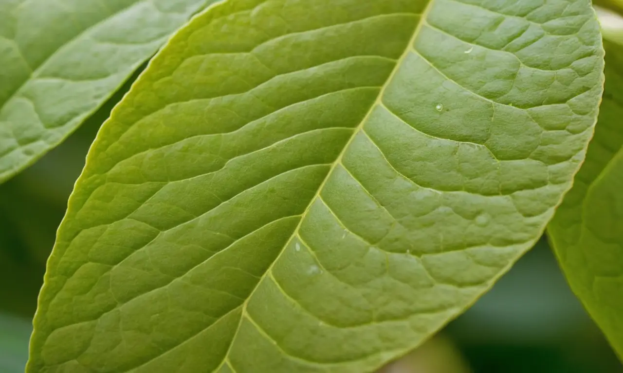 Hojas de aguacate: salud versus infestación