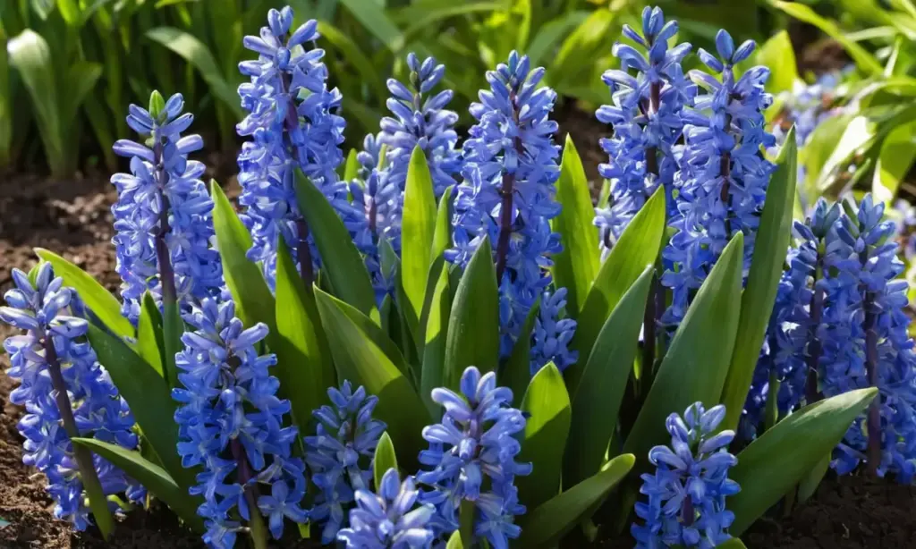 Híbridos azules resaltan entre hojas verdes