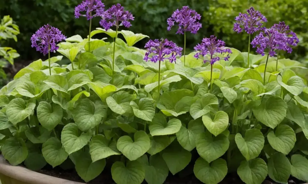 Planta vibrante con hojas y flores llamativas